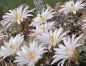 Preview: Mammillaria zephyranthoides